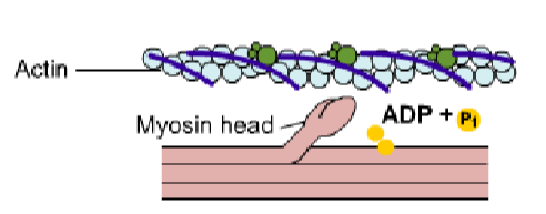 resting myosin fibril